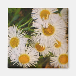 Daisy Magneet