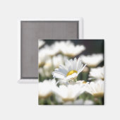 Daisy Magnet (Voorkant / Achterkant)