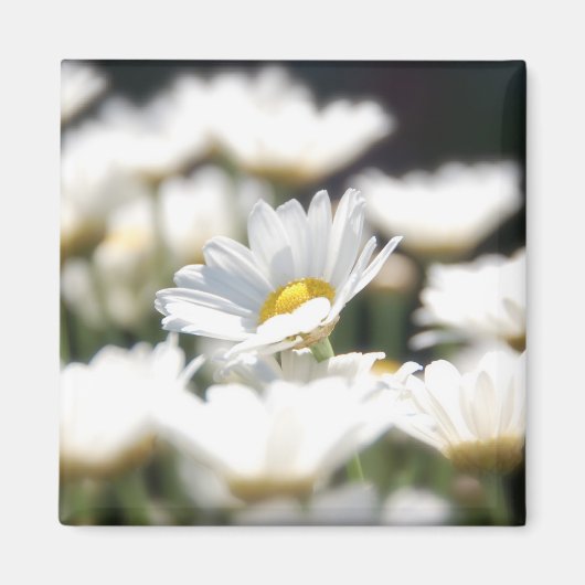 Daisy Magnet (Voorkant)