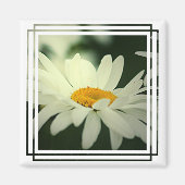 Daisy Magnet (Voorkant)