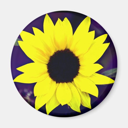 Daisy Magnet (Voorkant)