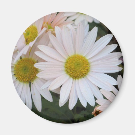 Daisy Magnet (Voorkant)