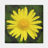 Daisy Magnet (Voorkant)