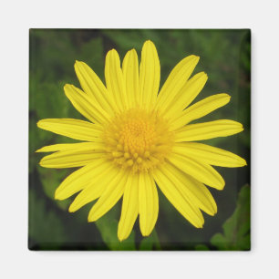 Daisy Magnet