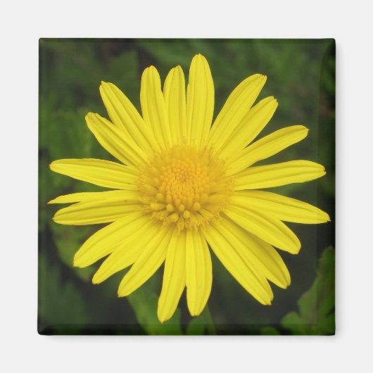 Daisy Magnet (Voorkant)