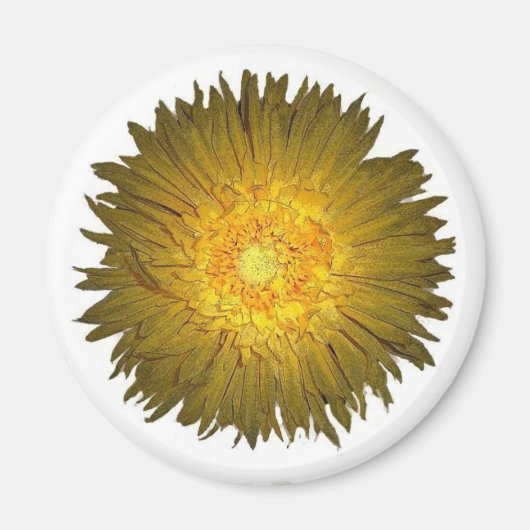 Daisy Magnet (Voorkant)