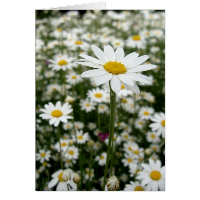 Daisy Meadow (Voorkant)