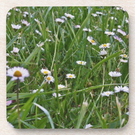Daisy Meadow Bier Onderzetter (Voorkant)