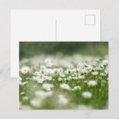 Daisy Meadow Briefkaart (Voorkant / Achterkant)