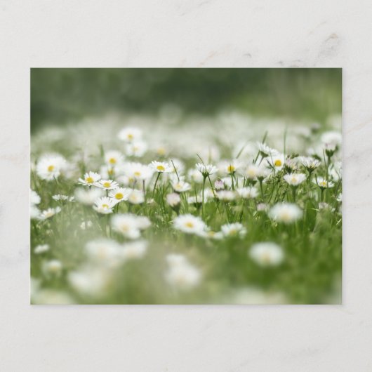 Daisy Meadow Briefkaart (Voorkant)