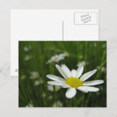 Daisy Meadow Briefkaart (Voorkant / Achterkant)
