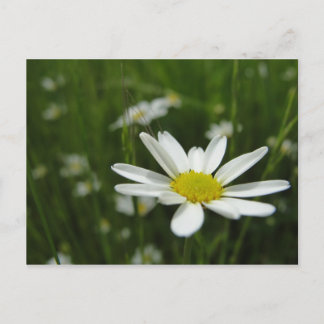 Daisy Meadow Briefkaart