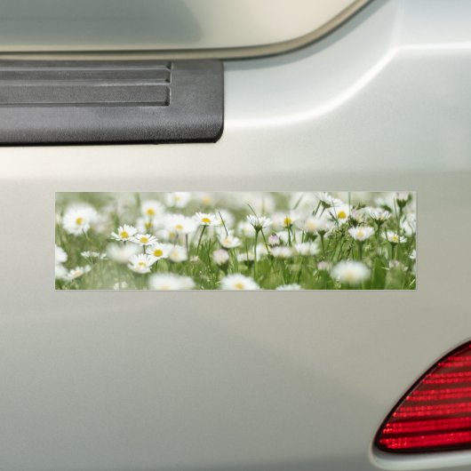 Daisy Meadow Bumpersticker (Op auto)