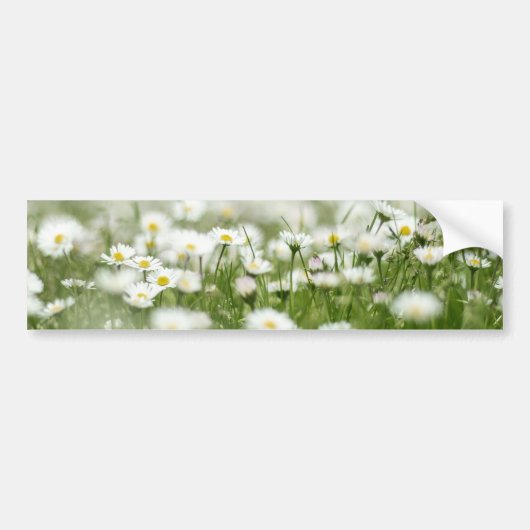 Daisy Meadow Bumpersticker (Voorkant)
