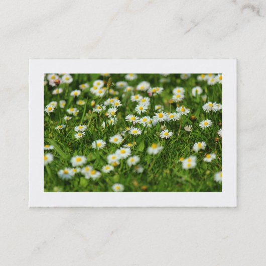 Daisy Meadow (grens) Visitekaartje (Voorkant)
