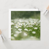 Daisy Meadow Kaart (Voorkant / Achterkant in situ)
