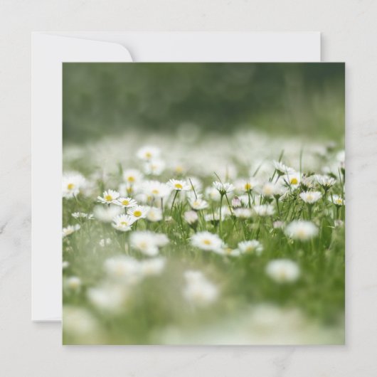 Daisy Meadow Kaart (Voorkant)