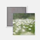Daisy Meadow Magneet (Voorkant / Achterkant)