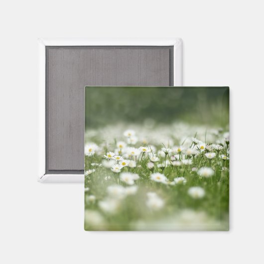 Daisy Meadow Magneet (Voorkant / Achterkant)