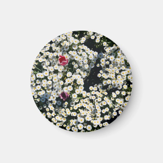 Daisy Meadow Magnet (Voorkant)