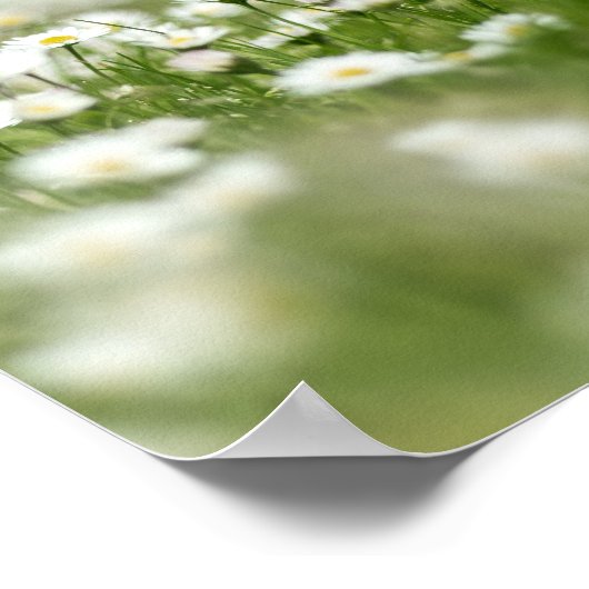Daisy Meadow Poster (Hoek)
