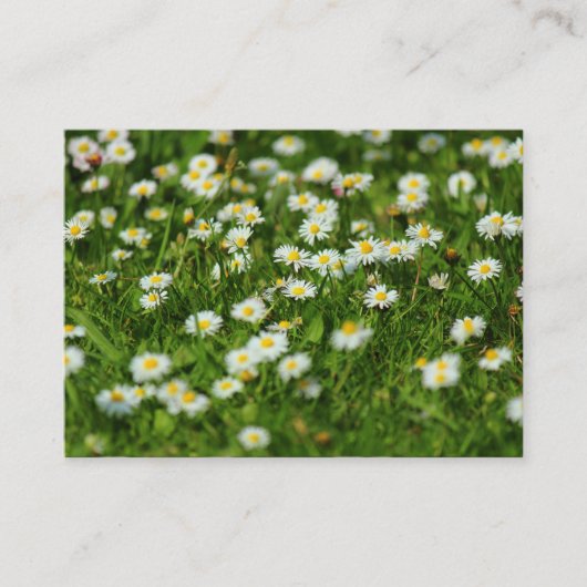 Daisy Meadow Visitekaartje (Voorkant)