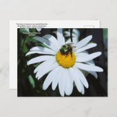 Daisy met Baby Bumblebee Briefkaart (Voorkant / Achterkant)