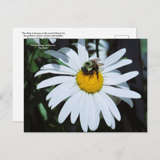 Daisy met Baby Bumblebee Briefkaart (Voorkant / Achterkant)