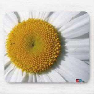 Daisy Muismat