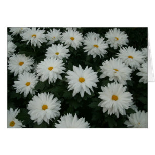 Daisy Mums