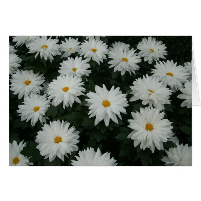 Daisy Mums (Voorkant Horizontaal)