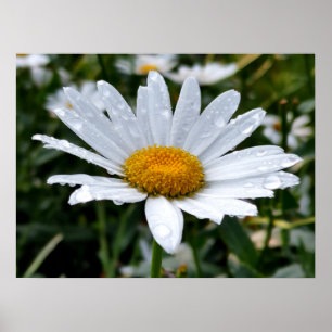 Daisy Ochtenddauw Poster