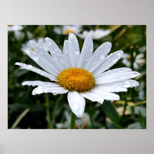 Daisy Ochtenddauw Poster (Voorkant)