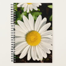 Daisy of a Planner.