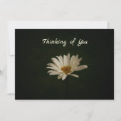 Daisy on Dark Background Photo Blank Kaart (Voorkant)