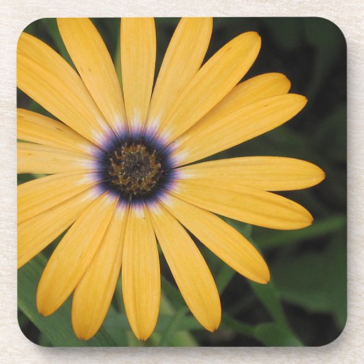 Daisy Onderzetter (Voorkant)