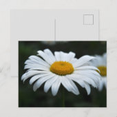 Daisy - Opschieten Briefkaart (Voorkant / Achterkant)