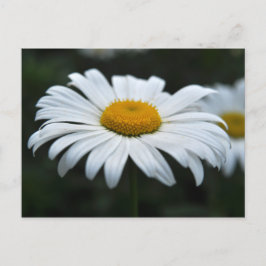 Daisy - Opschieten Briefkaart