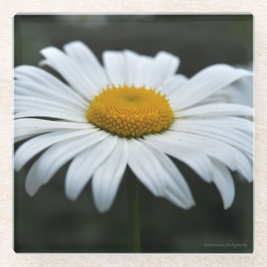 Daisy - Opschieten Glazen Onderzetter (Voorkant)