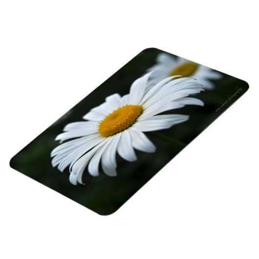 Daisy - Opschieten Magneet (Linkerzijde)
