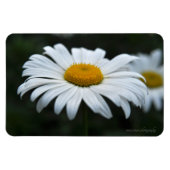 Daisy - Opschieten Magneet (Horizontaal)