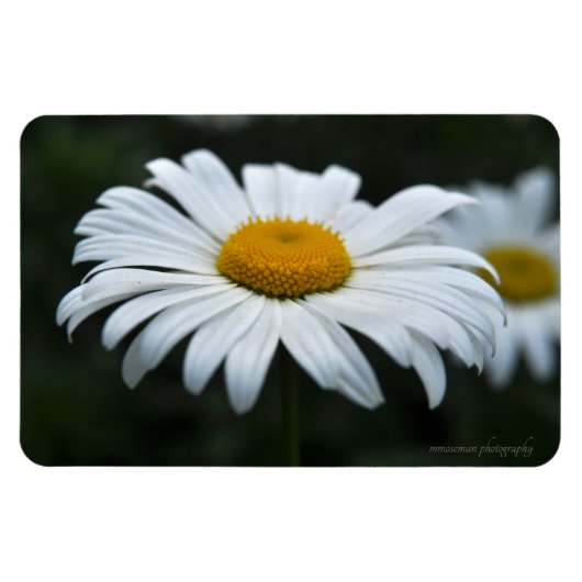 Daisy - Opschieten Magneet (Horizontaal)
