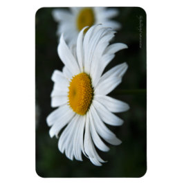 Daisy - Opschieten Magneet