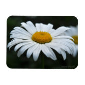Daisy - Opschieten Magneet (Horizontaal)