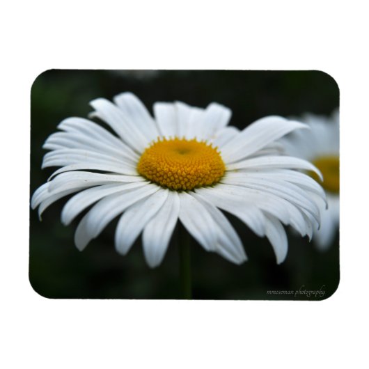 Daisy - Opschieten Magneet (Horizontaal)