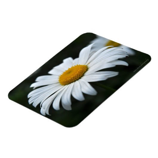 Daisy - Opschieten Magneet (Linkerzijde)