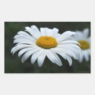 Daisy - Opschieten Rechthoekige Sticker