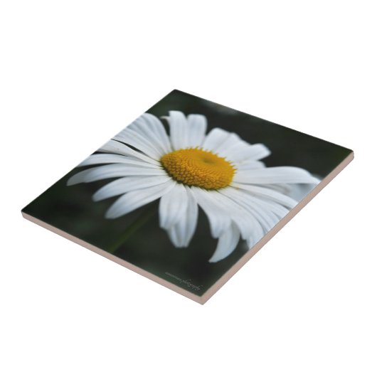 Daisy - Opschieten Tegeltje (Zijkant)