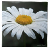 Daisy - Opschieten Tegeltje (Voorkant)