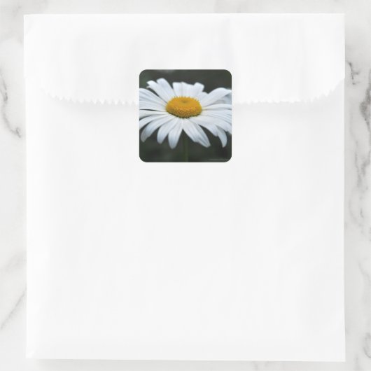 Daisy - Opschieten Vierkante Sticker (Tas)